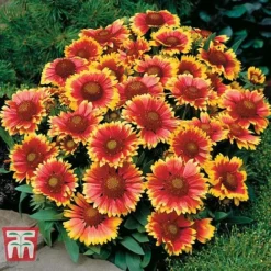 Gaillardia Aristata 'Arizona Sun' -Fresh Sprout GAIL T64144 D