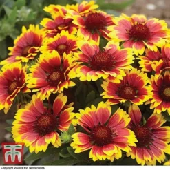 Gaillardia Aristata 'Arizona Sun' -Fresh Sprout GAIL T64144 E