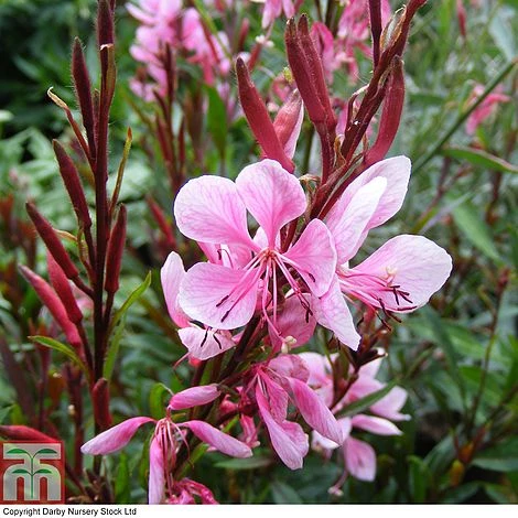 Gaura Lindheimeri 'Passionate Blush' 1 Gaura Lindheimeri 'Passionate Blush'