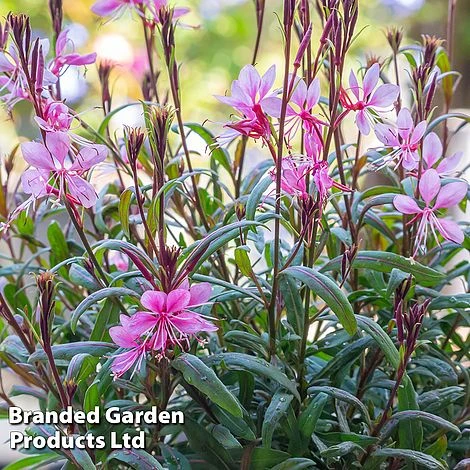 Gaura Lindheimeri 'Crimson Butterflies' 1 Gaura Lindheimeri 'Crimson Butterflies'