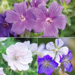 Geranium 'Hardy Blues Collection' 9 Geranium 'Hardy Blues Collection' -Fresh Sprout GER T12027P NOW1