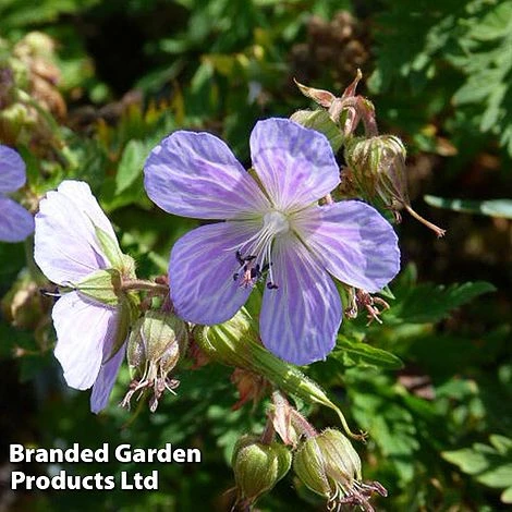 Geranium Pratense Mrs Kendall Clark 1 Geranium Pratense Mrs Kendall Clark