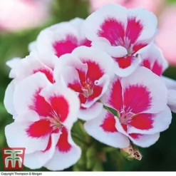 Geranium 'Flower Fairy Splash' Duo -Fresh Sprout GERA KB2797 C