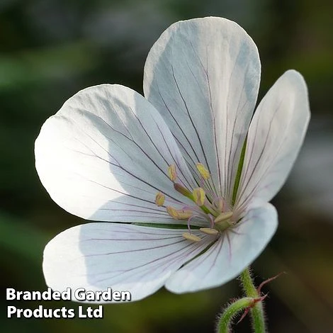 Geranium Clarkei 'Kashmir White' 1 Geranium Clarkei 'Kashmir White'