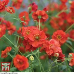 Geum 'Blazing Sunset' -Fresh Sprout GEUM BLAZ B3