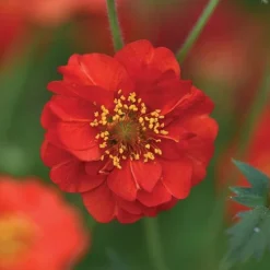 Geum 'Blazing Sunset' -Fresh Sprout GEUM BLAZ NOW1