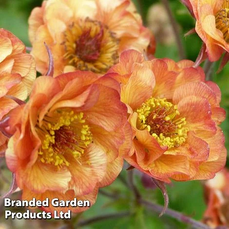 Geum 'Alabama Slammer' 1 Geum 'Alabama Slammer'
