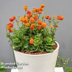 Geum 'Orange Pumpkin'