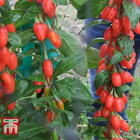 Goji Berry 'Big Lifeberry' 1 Goji Berry 'Big Lifeberry'