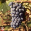 Grape 'Regent'