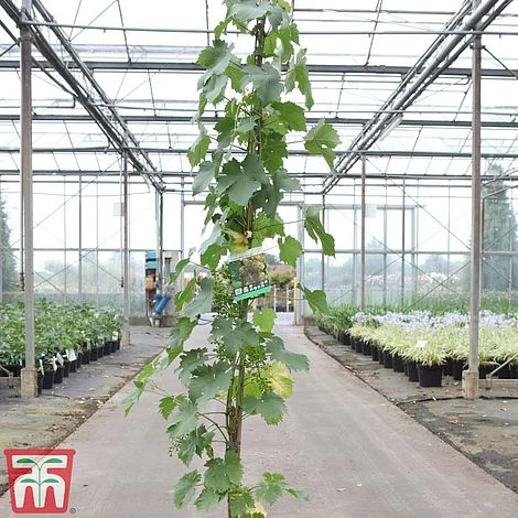 Grape 'Chasselas Doré' 1 Grape 'Chasselas Doré'