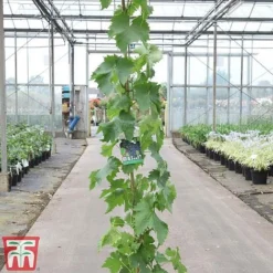 Grape 'Muscat Hamburg' 5 Grape 'Muscat Hamburg' -Fresh Sprout GRAP TKA3708 A