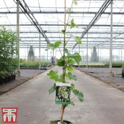 Grape 'Muscat Of Alexandria' 6 Grape 'Muscat Of Alexandria' -Fresh Sprout GRAP TKA3710 A