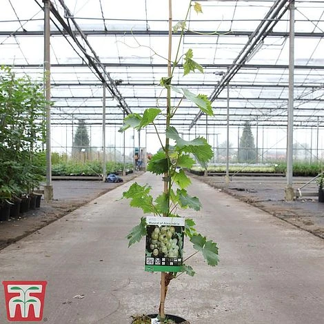 Grape 'Muscat Of Alexandria' 3 Grape 'Muscat Of Alexandria' - Image 3