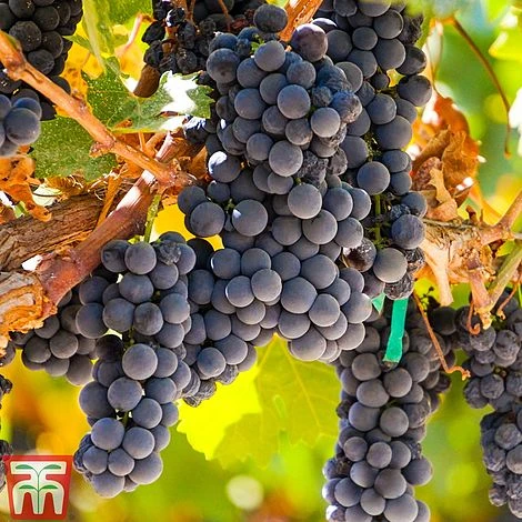 Grape 'Autumn Royal' 2 Grape 'Autumn Royal' - Image 2