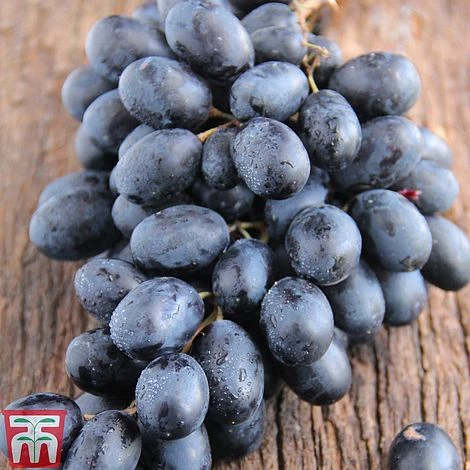 Grape 'Autumn Royal' 1 Grape 'Autumn Royal'