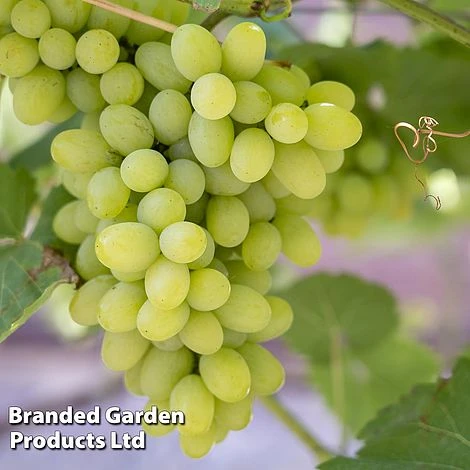 Grape (Vitis) 'Polo Muscat' 1 Grape (Vitis) 'Polo Muscat'
