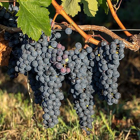 Grape 'Trio Mix' 2 Grape 'Trio Mix' - Image 2