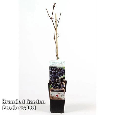 Grape 'Zilga' 1 Grape 'Zilga'