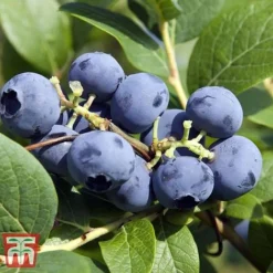 Grow Your Own Bumper Pack 7 Grow Your Own Bumper Pack -Fresh Sprout GROW WKB9279 D