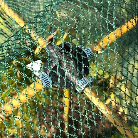 Bamboo Cane & Plant Stick Connector Balls - Pk 8 4 Bamboo Cane & Plant Stick Connector Balls - Pk 8 - Image 4