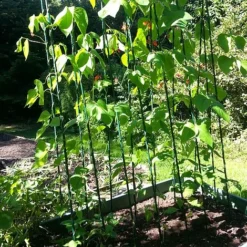 Easy Grow Runner Bean Frame & Climbing Plant Support Trellis - 0.75 X 1.2 X 2.4m H