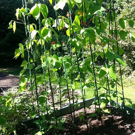 Easy Grow Runner Bean Frame & Climbing Plant Support Trellis - 0.75 X 1.2 X 2.4m H 1 Easy Grow Runner Bean Frame & Climbing Plant Support Trellis - 0.75 X 1.2 X 2.4m H
