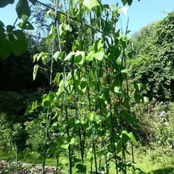 Easy Grow Runner Bean Frame & Climbing Plant Support Trellis - 0.75 X 1.2 X 2.4m H 7 Easy Grow Runner Bean Frame & Climbing Plant Support Trellis - 0.75 X 1.2 X 2.4m H -Fresh Sprout GSK2156PIC2