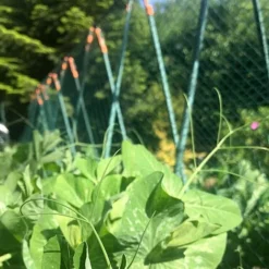 Easy Grow Pea Frame & Climbing Plant Support Trellis - 0.75 X 1.2 X 1m H 7 Easy Grow Pea Frame & Climbing Plant Support Trellis - 0.75 X 1.2 X 1m H -Fresh Sprout GSK2259HDPIC7