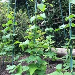 Bean Buddy Heavy Duty Runner Bean Grow Frame - 0.75 X 1.2 X 2.4m H -Fresh Sprout GSK2260HDPIC2