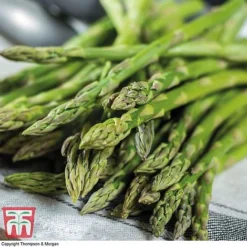 Asparagus Collection (Spring Planting) -Fresh Sprout Gijnlim Asparagus2