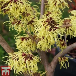 Hamamelis X Intermedia 'Pallida' -Fresh Sprout HAMA TKA1915 A