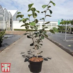 Hamamelis X Intermedia 'Westerstede' -Fresh Sprout HAMA TKA3154 A