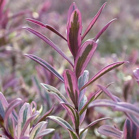 Hebe 'Heartbreaker' 2 Hebe 'Heartbreaker' - Image 2