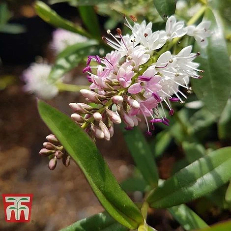 Hebe 'Nicola's Blush' 1 Hebe 'Nicola's Blush'