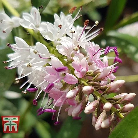 Hebe 'Nicola's Blush' 2 Hebe 'Nicola's Blush' - Image 2