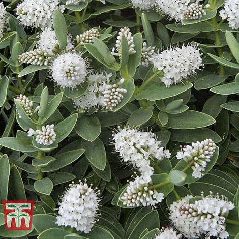 Hebe Albicans 1 Hebe Albicans