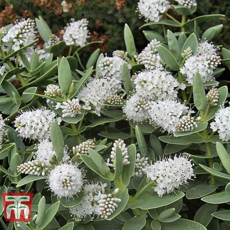 Hebe Albicans 2 Hebe Albicans - Image 2