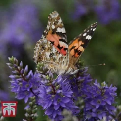 Hebe 'Garden Beauty Blue'