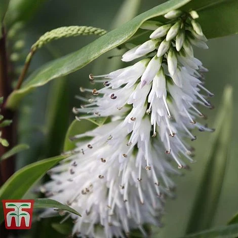 Hebe Macrocarpa Var. Macrocarpa 1 Hebe Macrocarpa Var. Macrocarpa