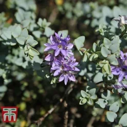 Hebe Pimeliodes 'Quicksilver'