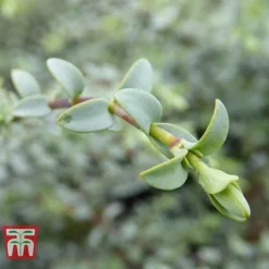 Hebe Pimeliodes 'Quicksilver' -Fresh Sprout HEBE WKB5072 C