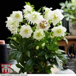 Fresh Sprout -Fresh Sprout HELL KB3459 B