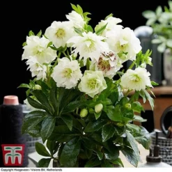 Hellebore 'Double Ellen White' 6 Hellebore 'Double Ellen White' -Fresh Sprout HELL KB3459 C