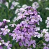 Hesperis Matronalis