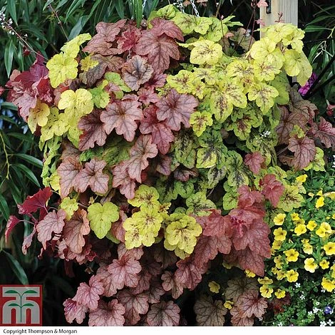 Heucherella 'Trailing Trio' 1 Heucherella 'Trailing Trio'