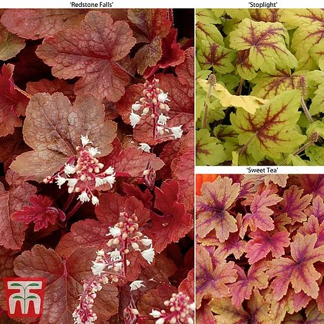 Heucherella 'Trailing Trio' 2 Heucherella 'Trailing Trio' - Image 2