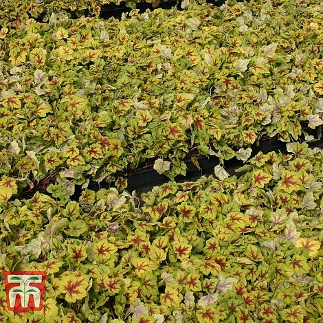 Heucherella 'Trailing Trio' 5 Heucherella 'Trailing Trio' - Image 5