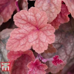 Heucherella 'Trailing Trio' 13 Heucherella 'Trailing Trio' -Fresh Sprout HEUC T47575 F