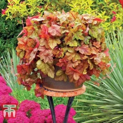 Heucherella 'Trailing Trio' 14 Heucherella 'Trailing Trio' -Fresh Sprout HEUC T47575 G